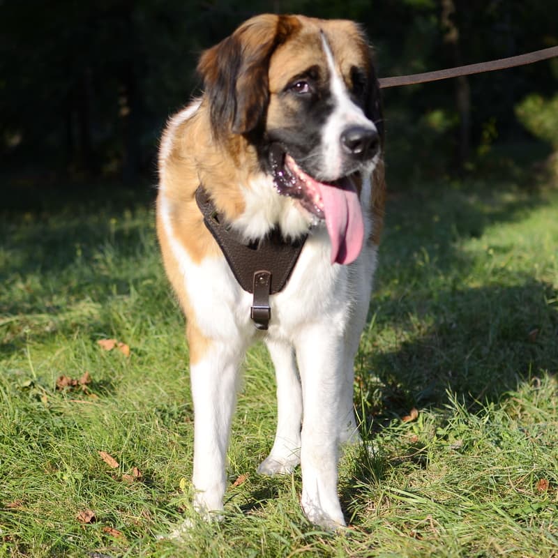 Коричневая кожаная шлейка с ручкой для московской сторожевой «Working Dog»